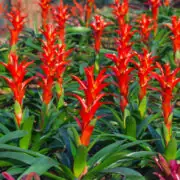 how to water bromeliads