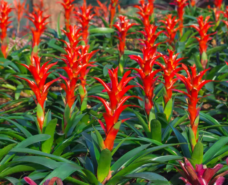 how to water bromeliads