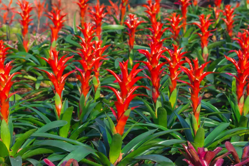how to water bromeliads