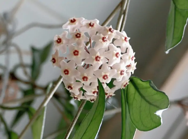 hoya flowers