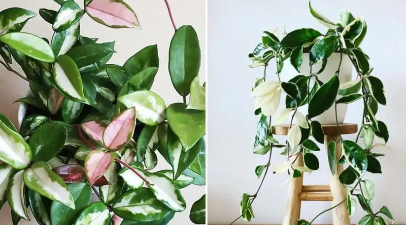 Hoya Krimson Queen vs Princess: What Is the Difference