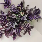 Tradescantia Zebrina in pot