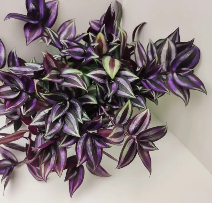 Tradescantia Zebrina in pot