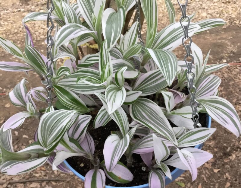 Tradescantia fluminensis Quicksilver