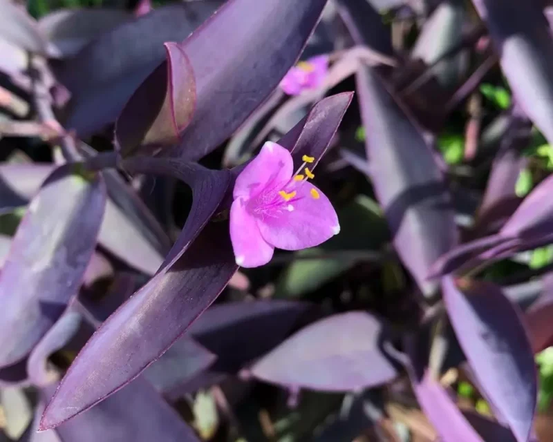 Tradescantia pallida Purple Heart