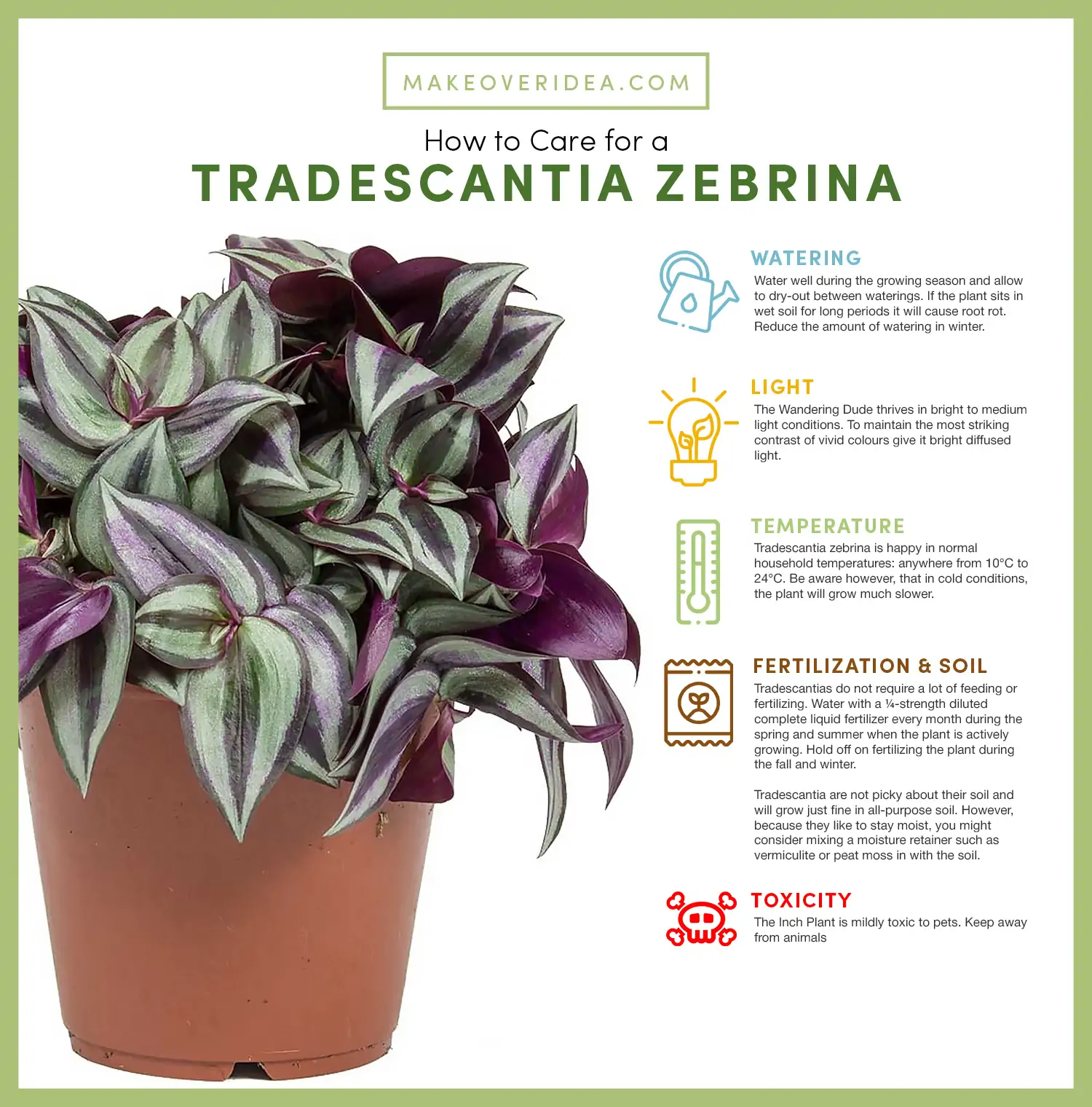 inch plant Tradescantia zebrina how to care requirements