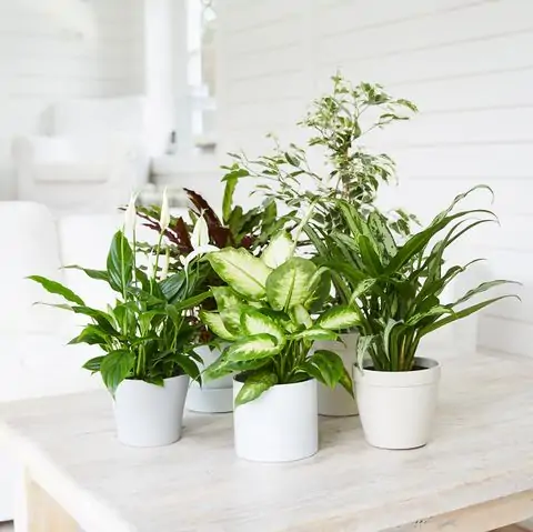 group of plants on table royalty free image