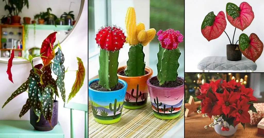 Colorful Houseplants that Youll Fall In Love With