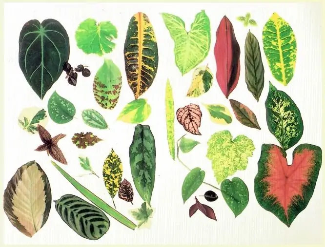 Leaf shapes of indoor plants