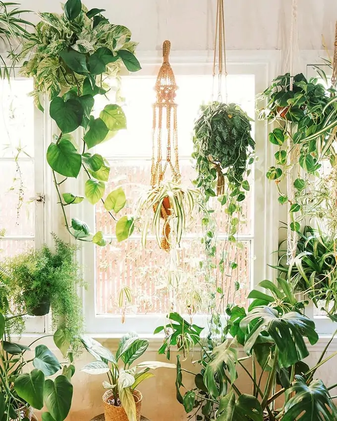 indoor hanging plants