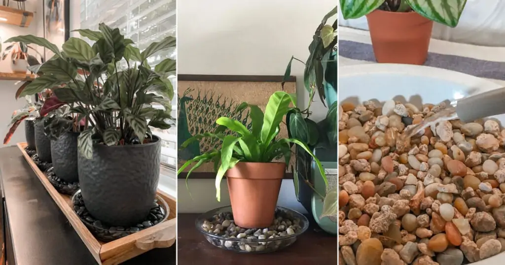 Make a Pebble Tray for Houseplants to Increase Humidity DIYs