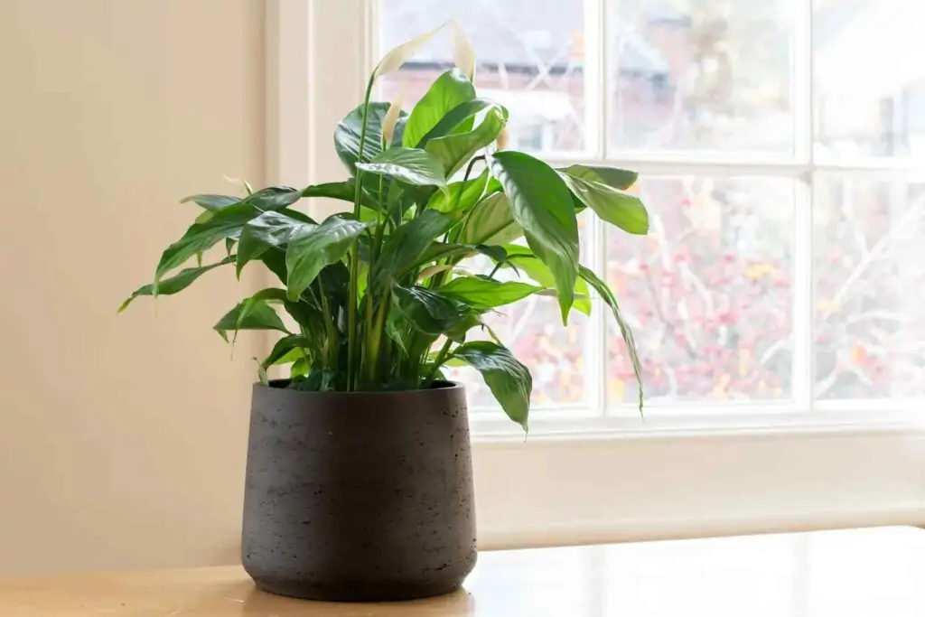 Peace Lilies for living room