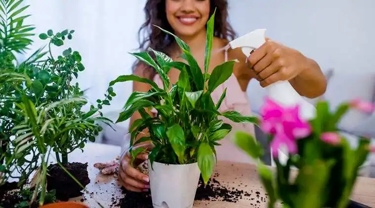 indoor plants GettyImages