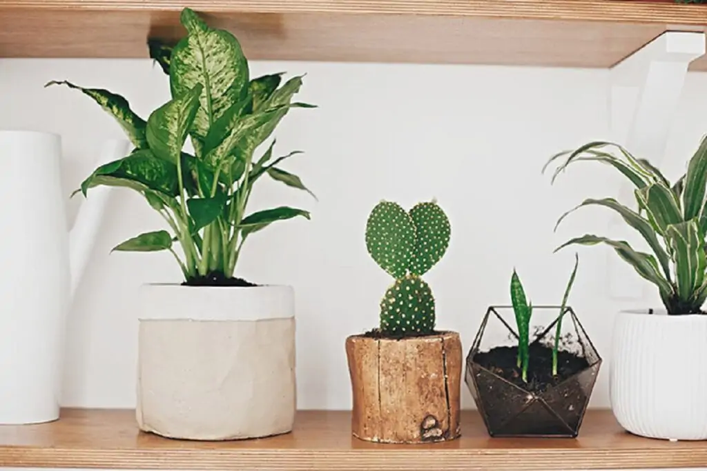 indoor houseplant containers