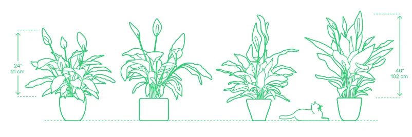 size of plants