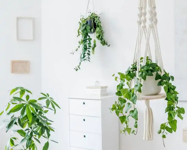 hanging indoor plants