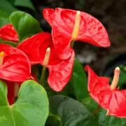 is anthurium toxic to cats