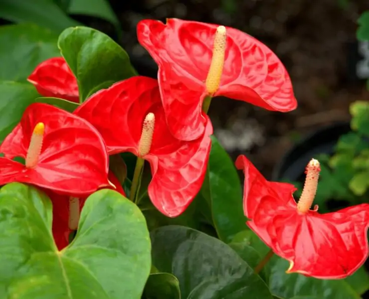 is anthurium toxic to cats