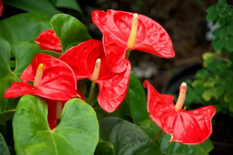 is anthurium toxic to cats
