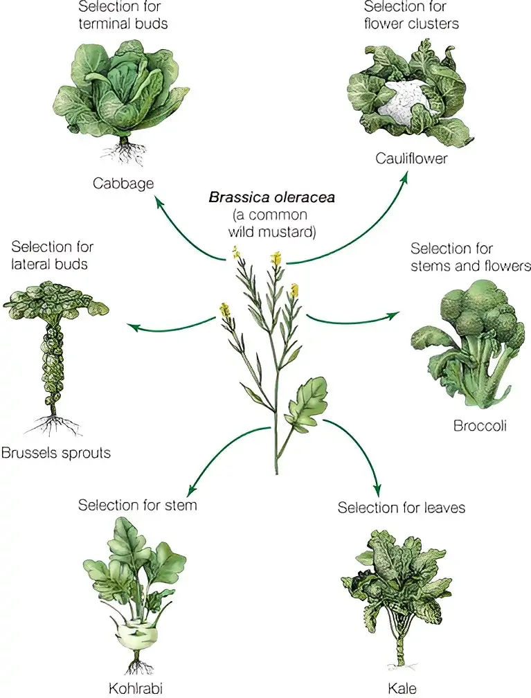 broccoli man made from wild mustard plant artificial selection