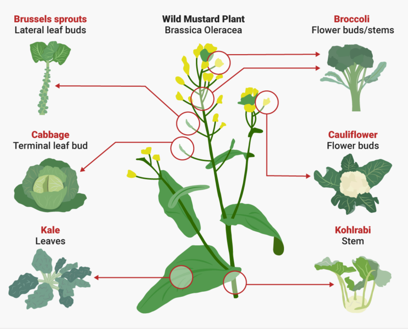 cauliflower man made from wild mustard