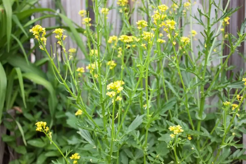 wild mustard