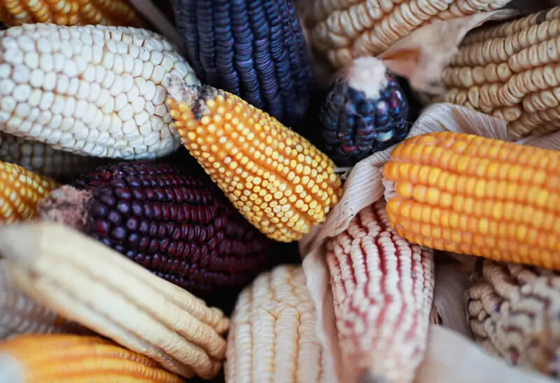 corn varieties