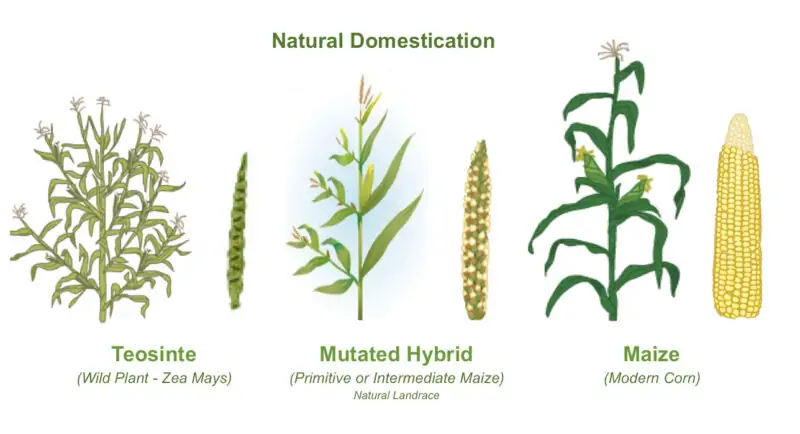 from teosinte to corn selection chart