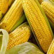 is corn man made