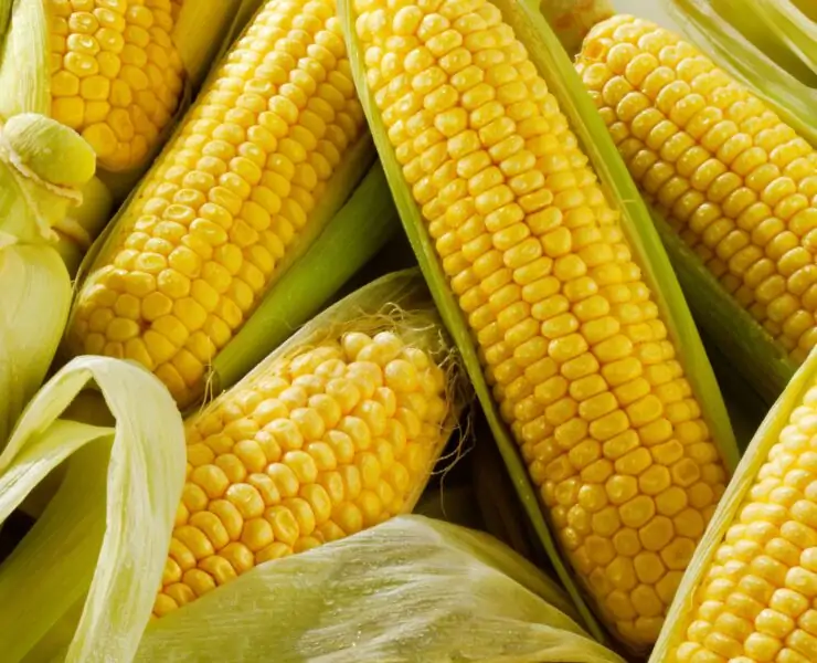 is corn man made