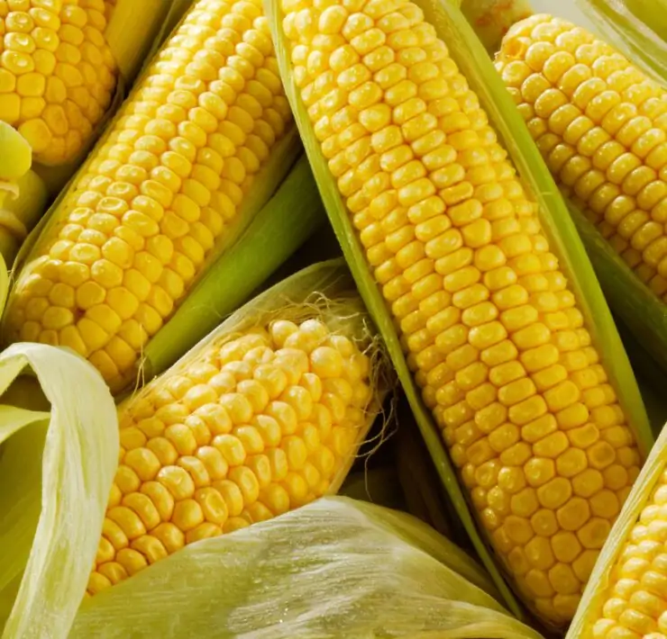 is corn man made