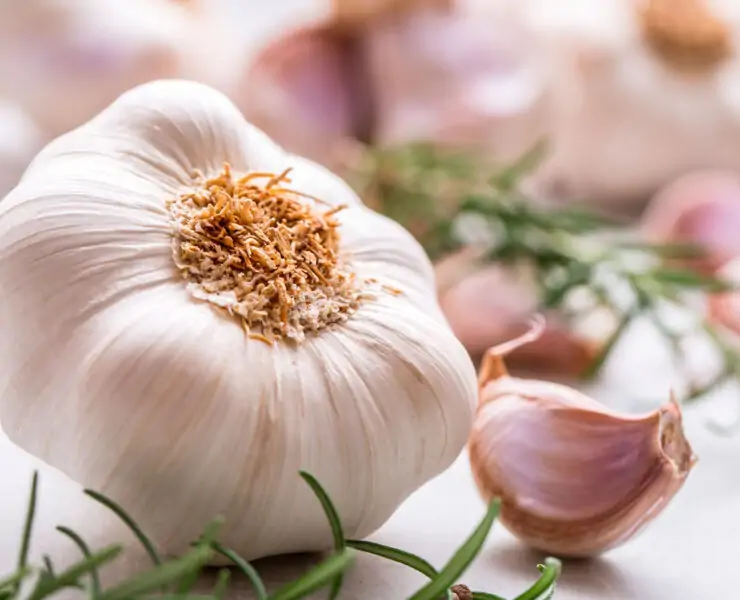 garlic