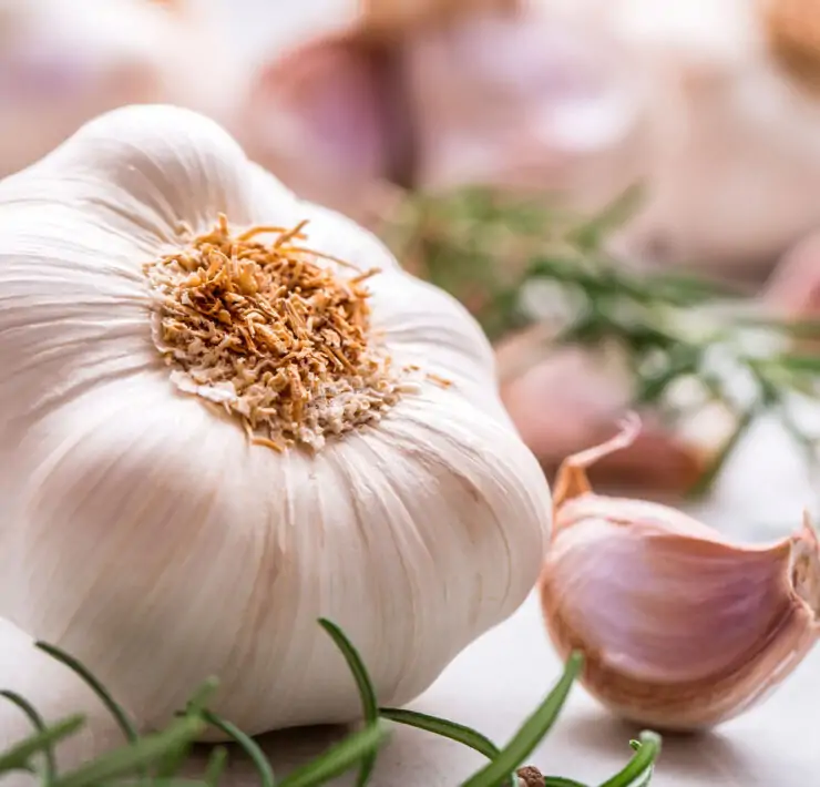 garlic