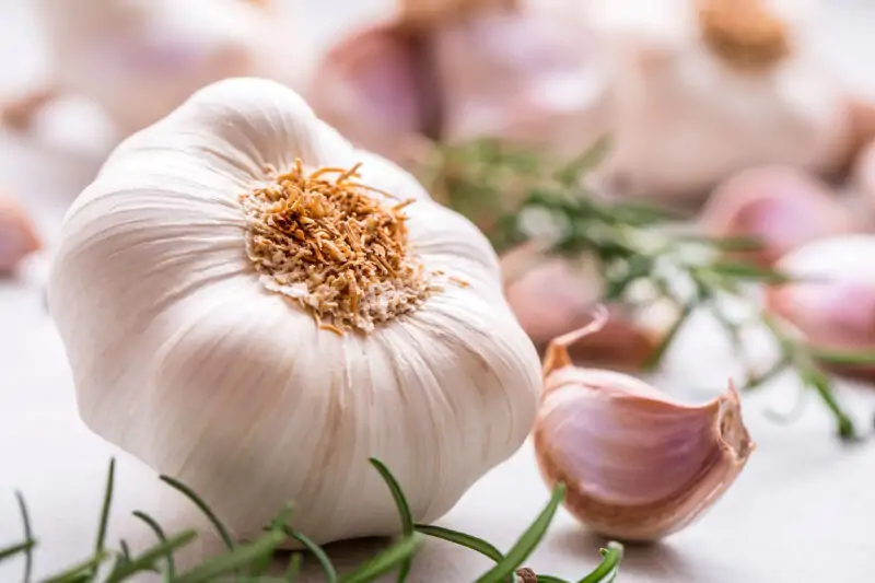 garlic