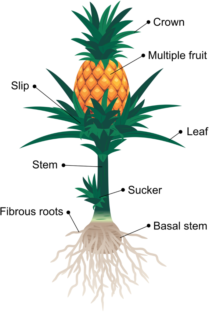 pinapple structure chart