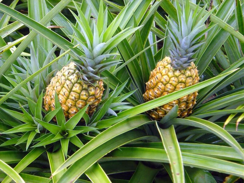 pineapple plant