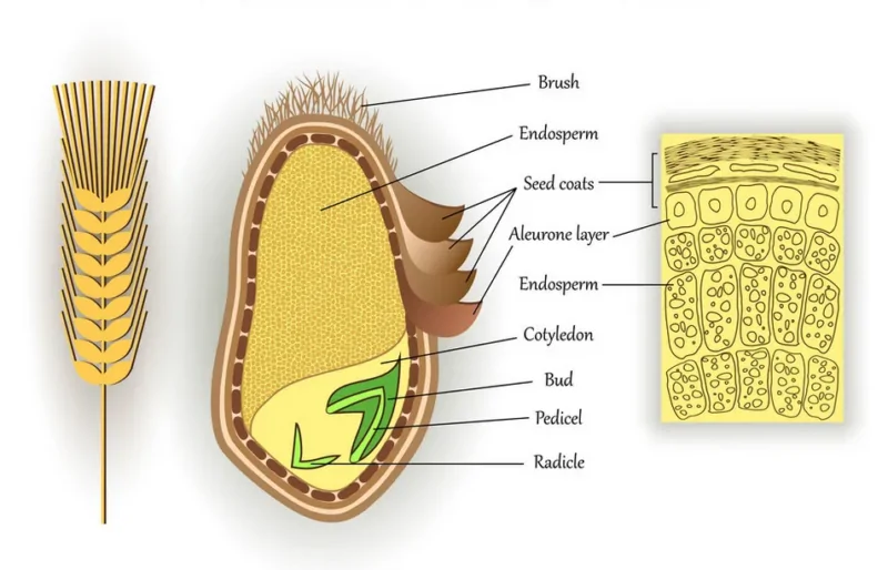 structure of wheat grain