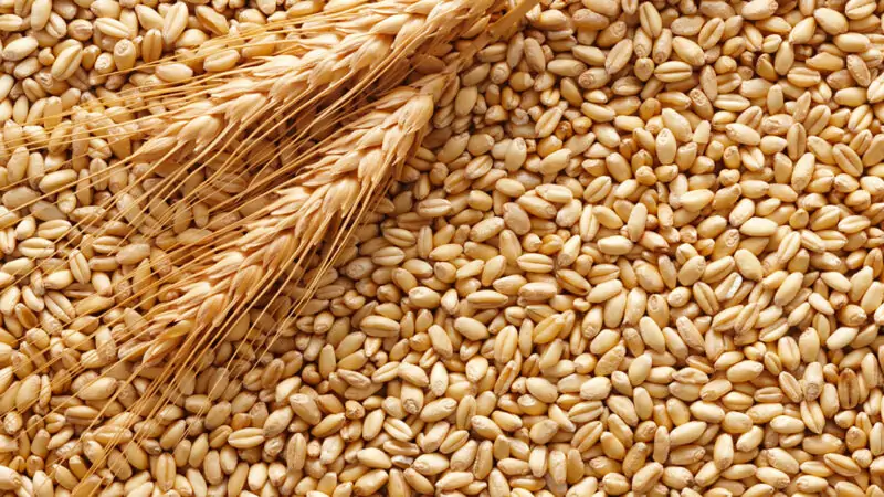 wheat grains