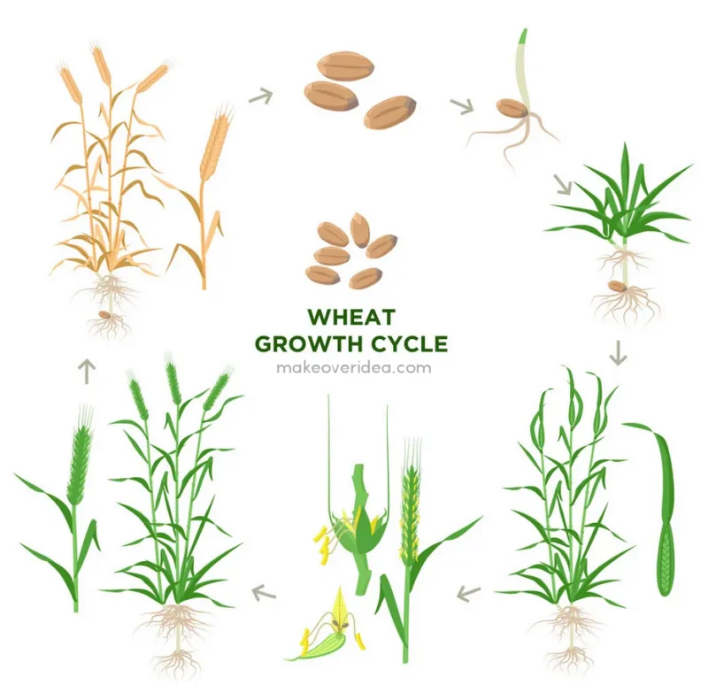 wheat grown life cycle