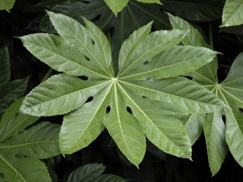 Japanese Aralia