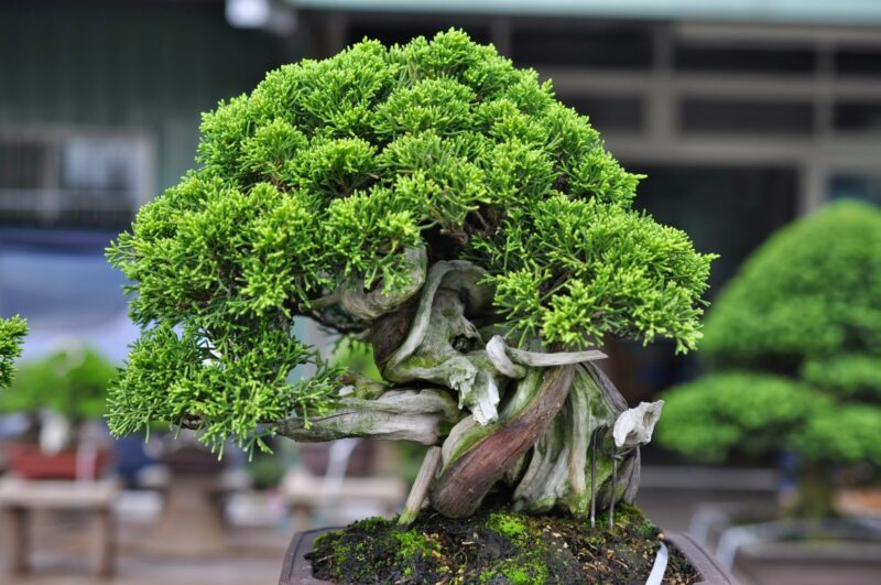 Japanese Elm Bonsai