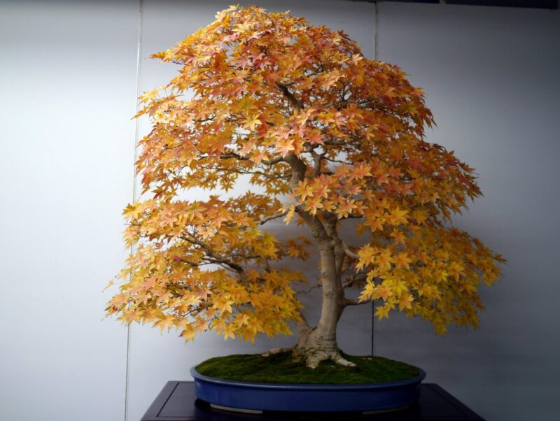 Japanese Maple Bonsai