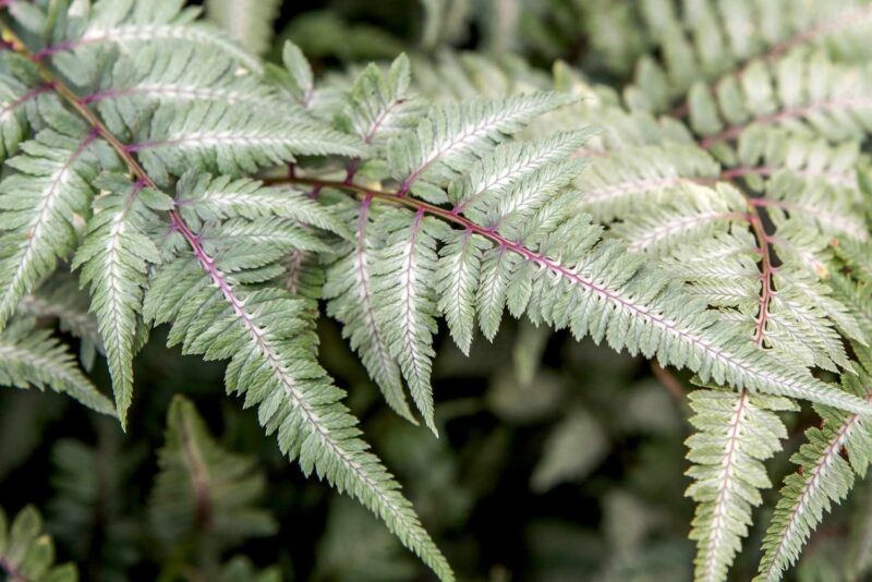 Japanese Painted Fern