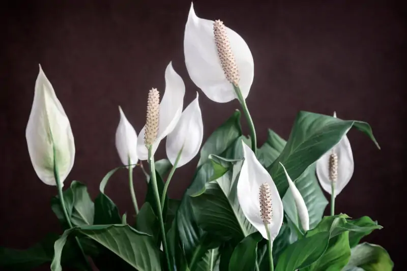 Japanese Peace Lily