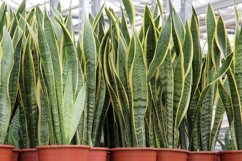 Japanese Snake Plant