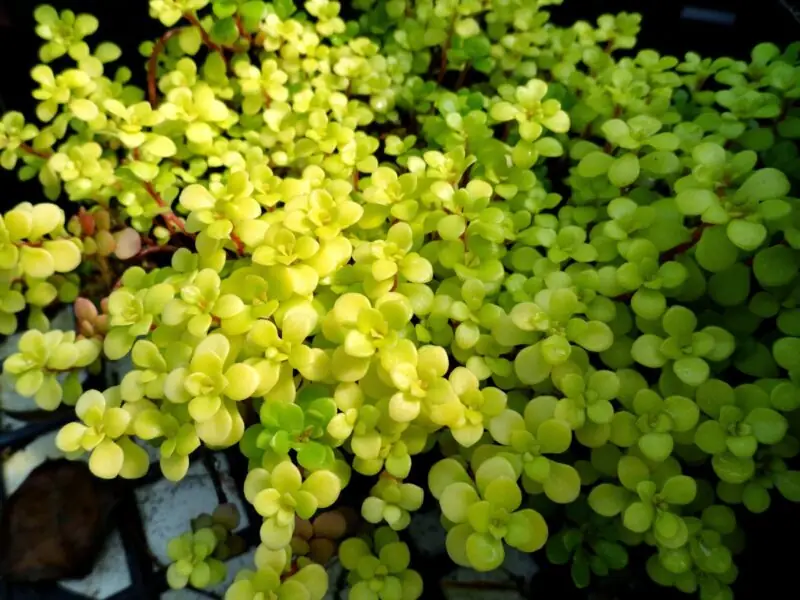 Japanese Stonecrop