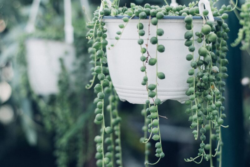 Japanese String of Pearls