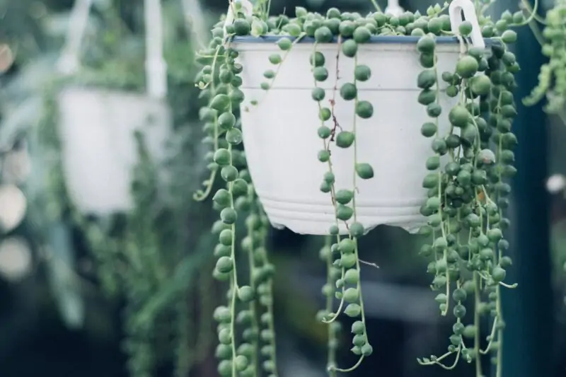 Japanese String of Pearls
