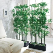 japanese house plants