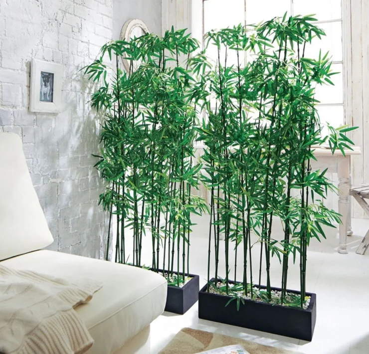 japanese house plants